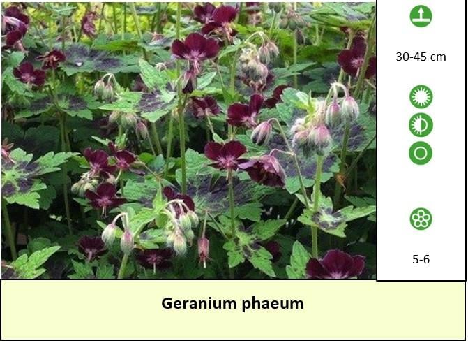 Up-date plantenkraampje, mooie bijen,- en vlinderplanten voor €1,25 p/st.