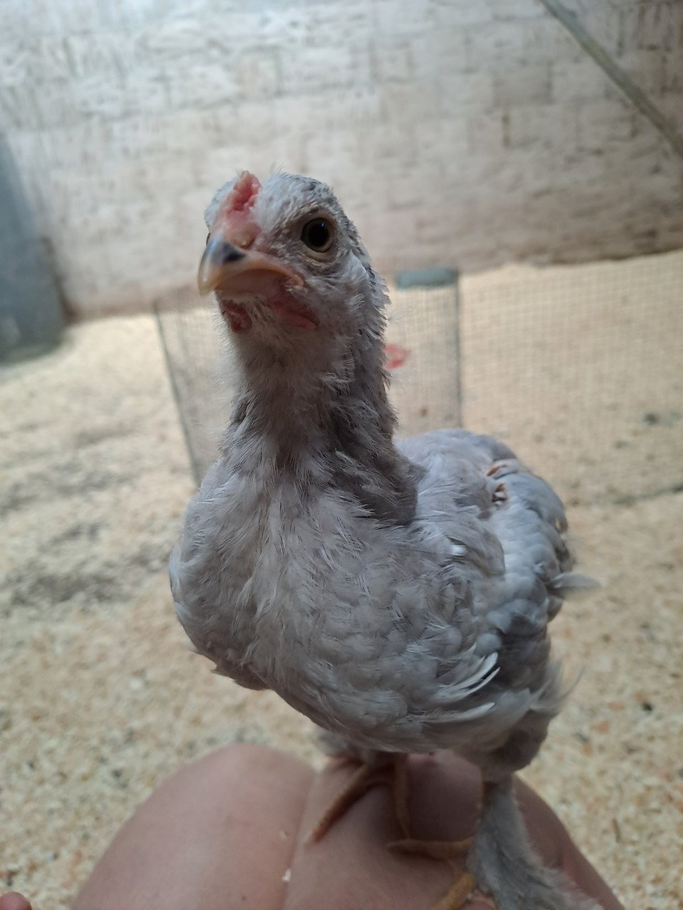 Lieve haantjes zoeken goed huisje