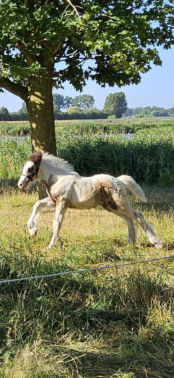 Super relaxed tinker irish cob hengst veulen