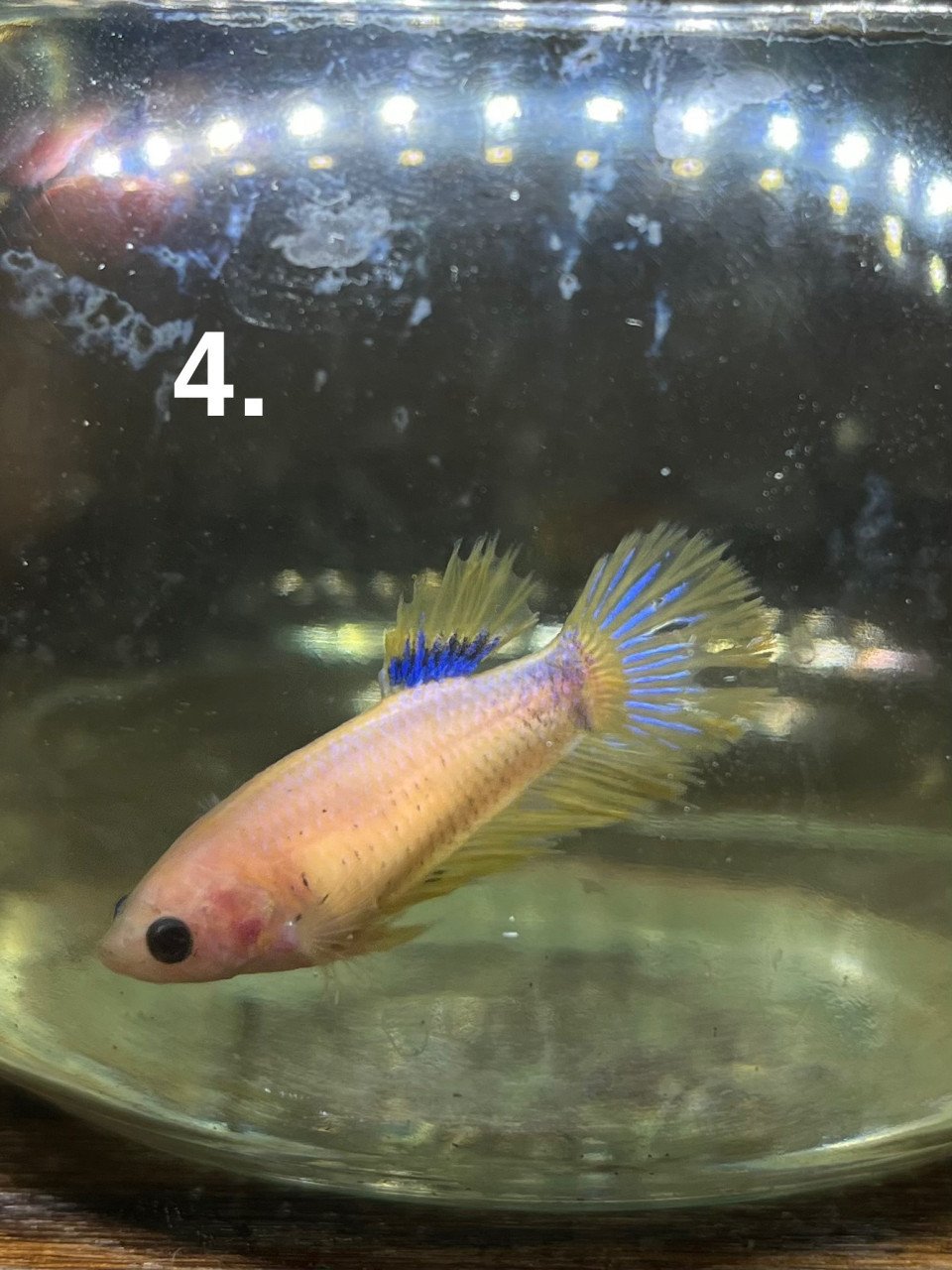 Betta vissen vrouw 7 stuks