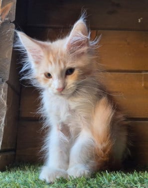 Maine coon kittens