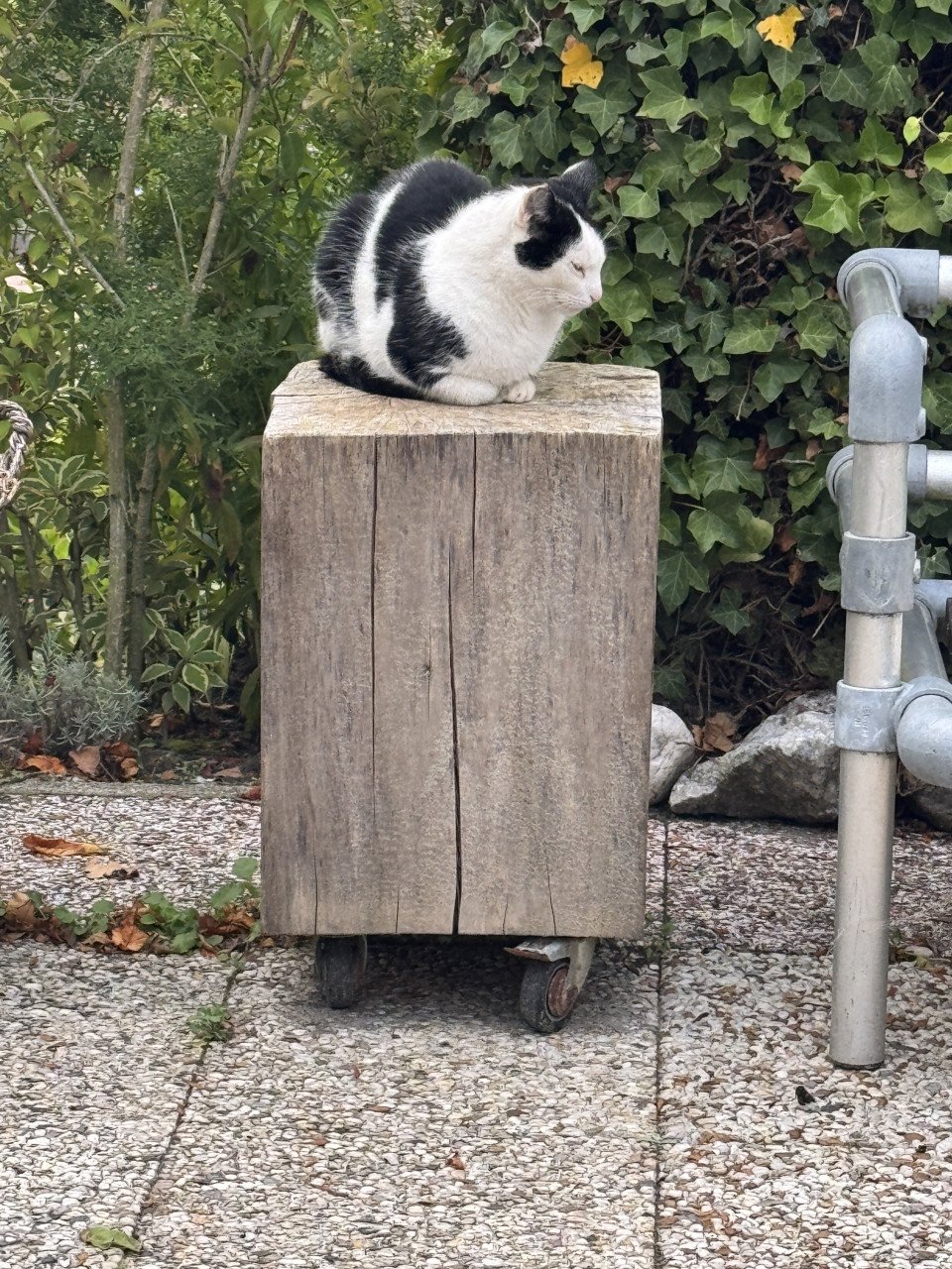 Wie heeft Toef, onze kater gezien?