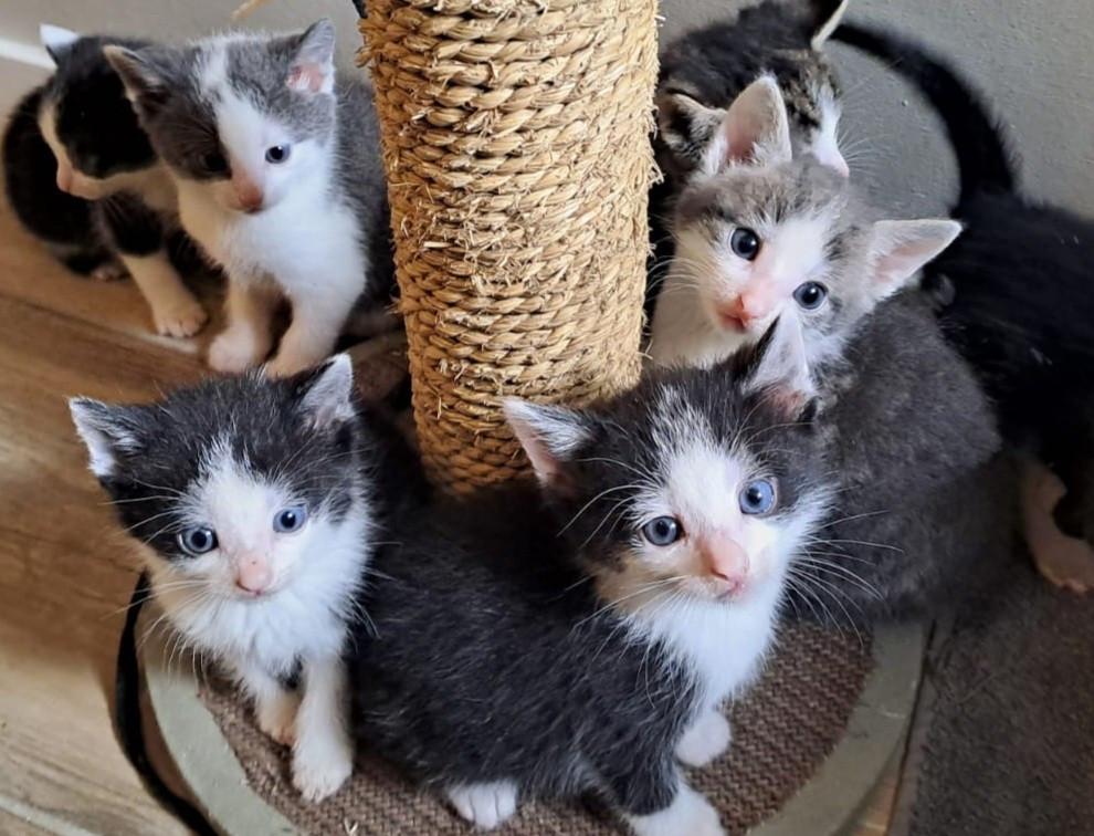 Kittens