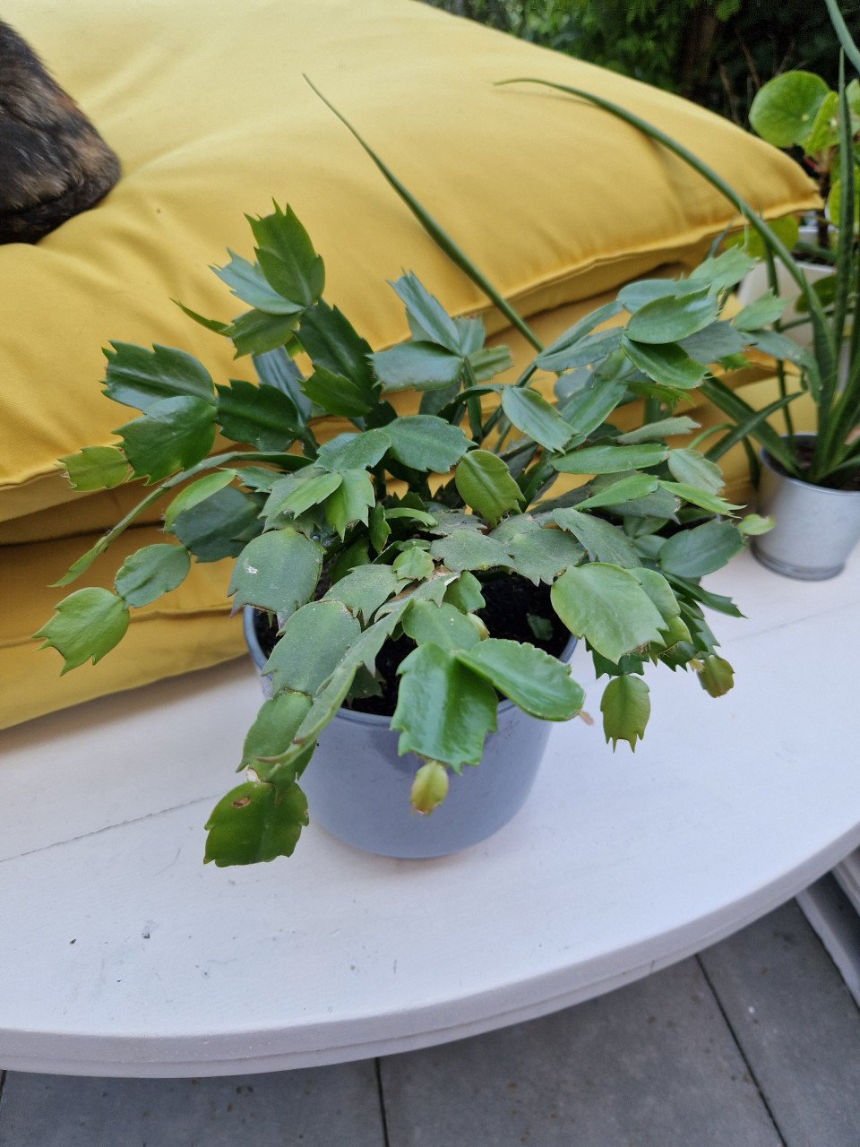 Planten