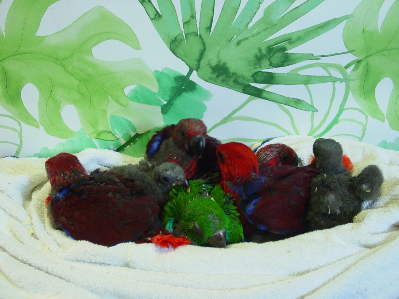 Papegaaien, aangeboden handtam en natuur kweek vogels