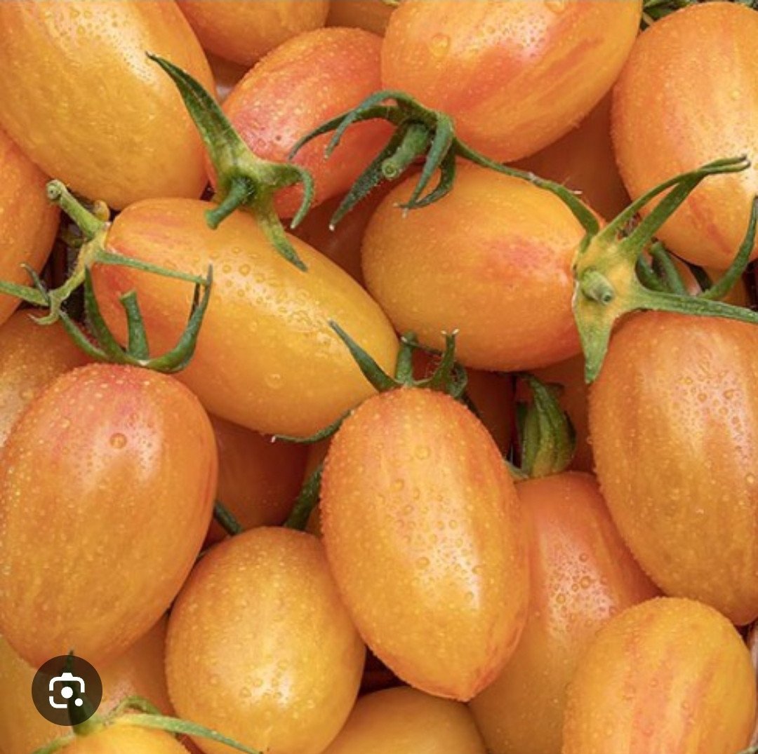 Tomatenplanten te koop