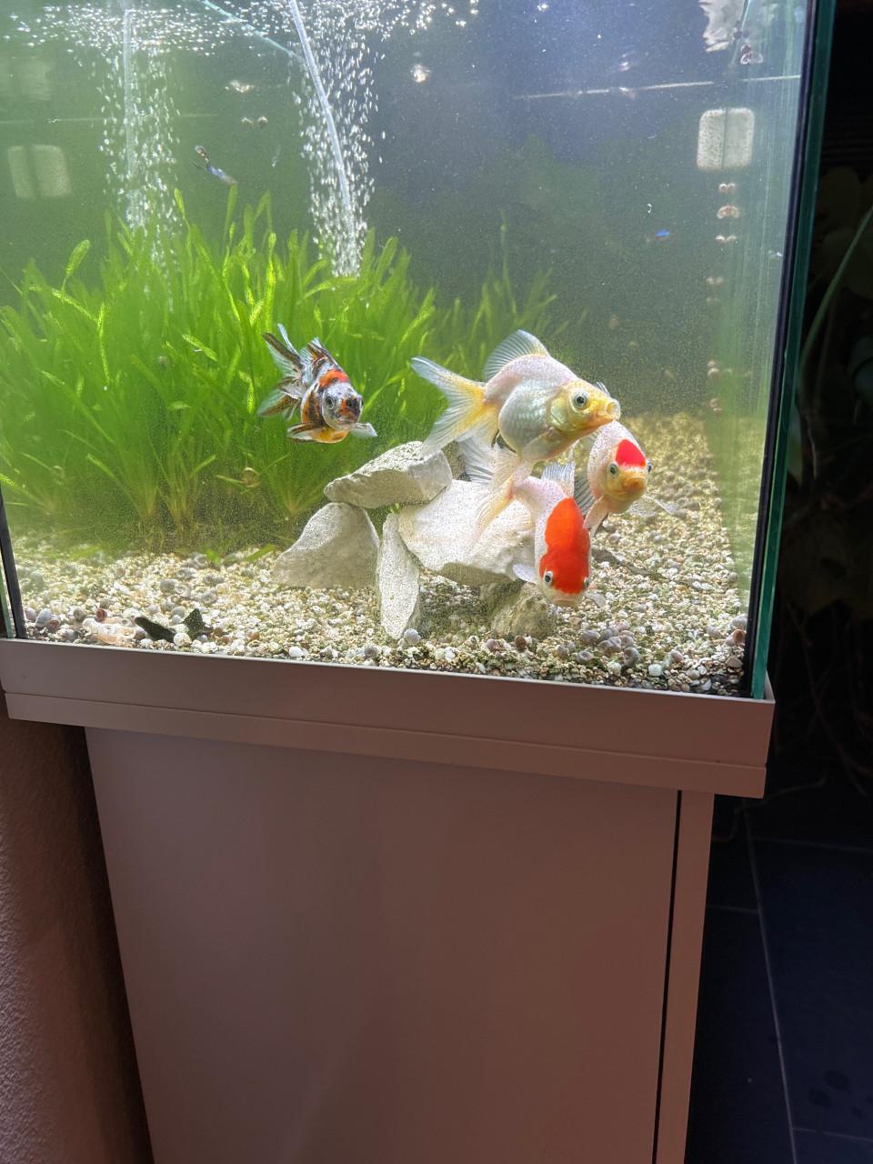 4 sluierstaarten voor 10,00 euro