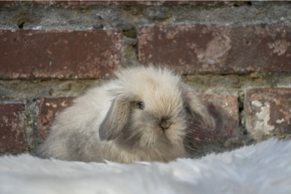 Lieve Minilops