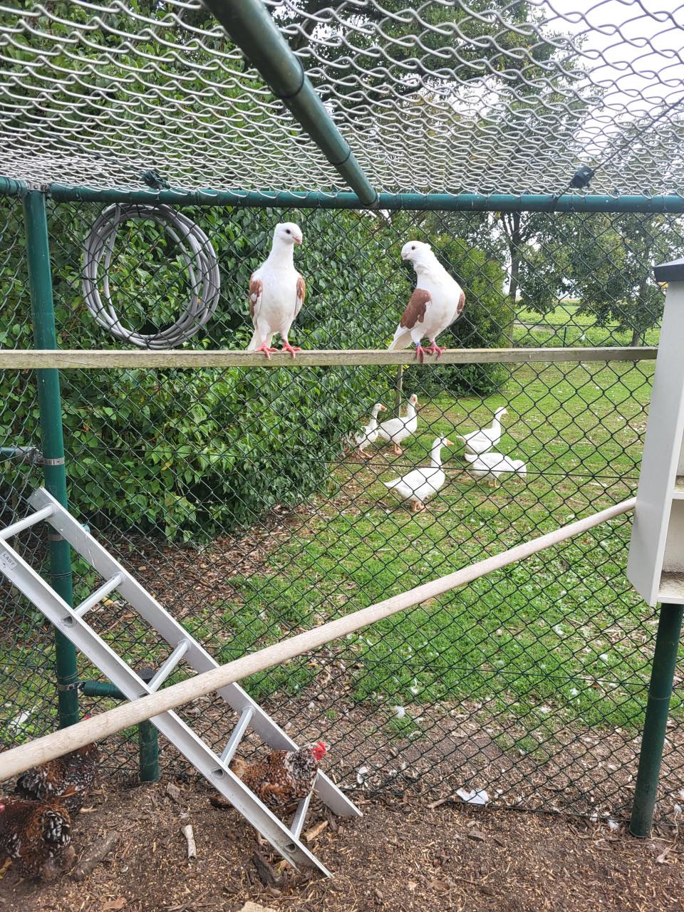Jonge duiven (meeuwtjes)