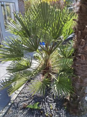Dwergplm  (Chamaerops Humilis)