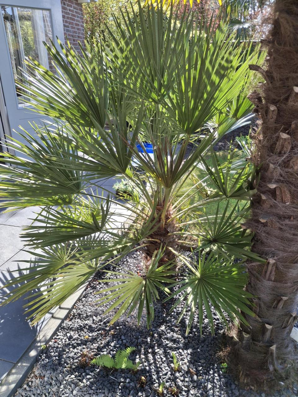 Dwergplm  (Chamaerops Humilis)