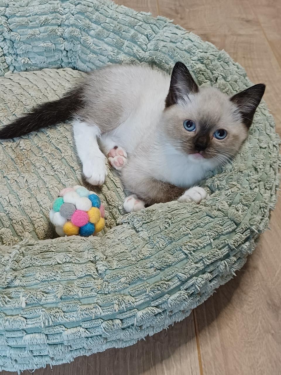 Prachtige Britse Korthaar x Ragdoll kittens beschikbaar.