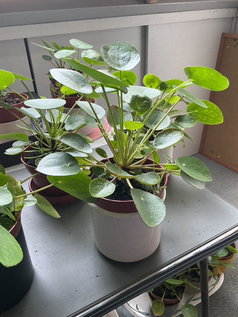 Pannekoek planten voor binnen