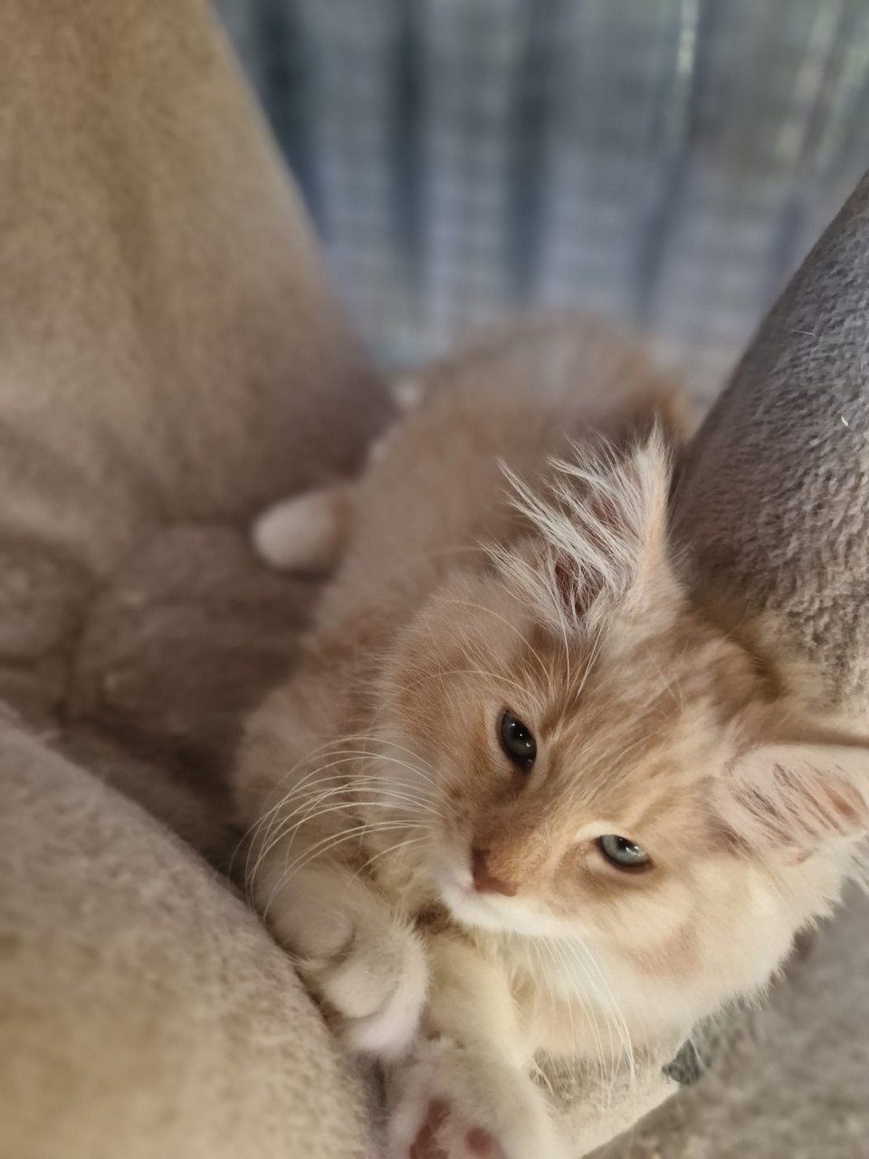 Te koop mooie lieve stoere Maine Coon katertje