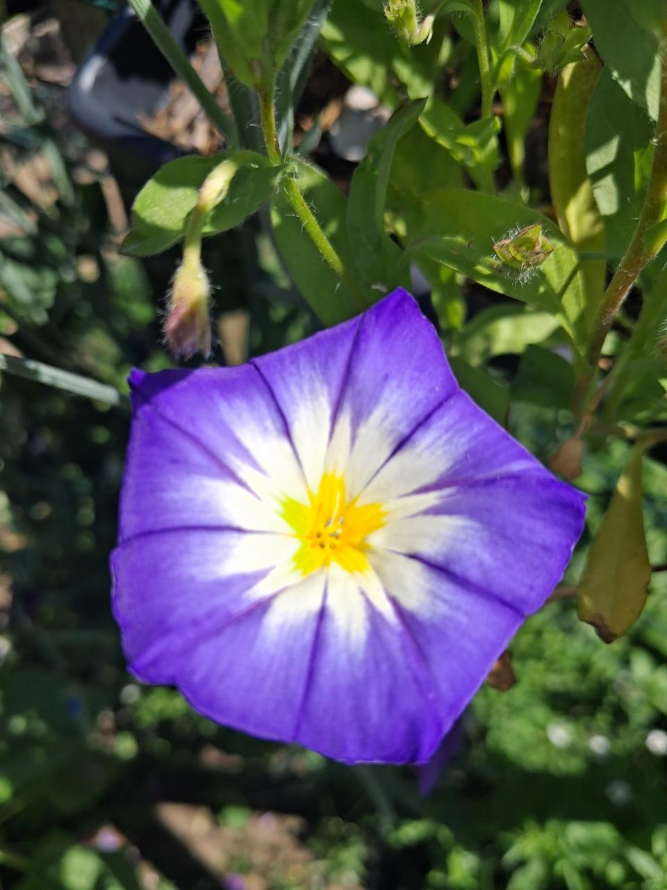 Meer dan 70 soorten Bloemenzaden Biologisch Gekweekt