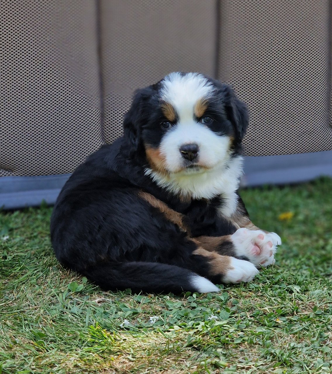 Bernersennen pup (reu) te koop