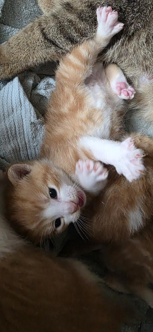 Supper schattige kittens