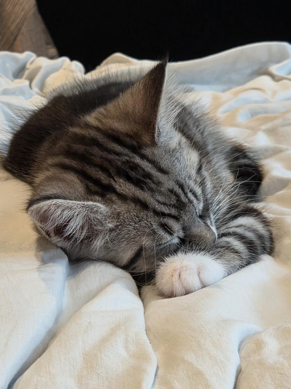 Kitten te koop