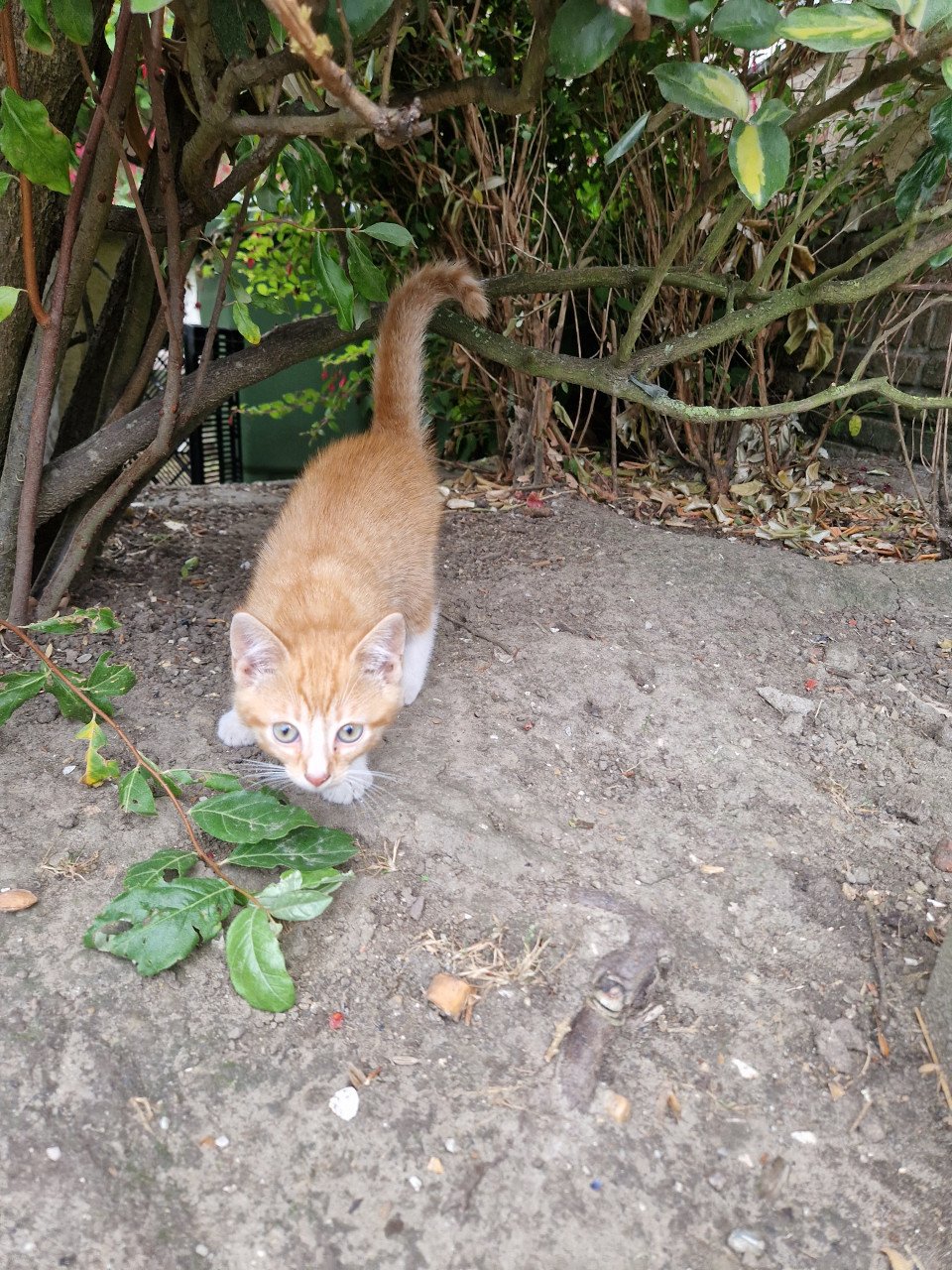 Kittens