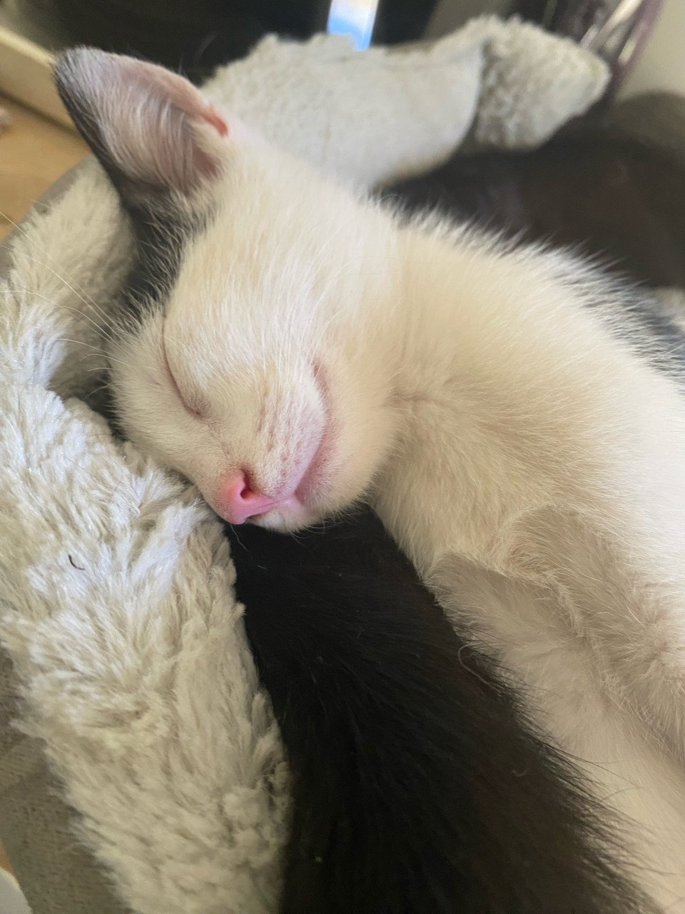 Kitten