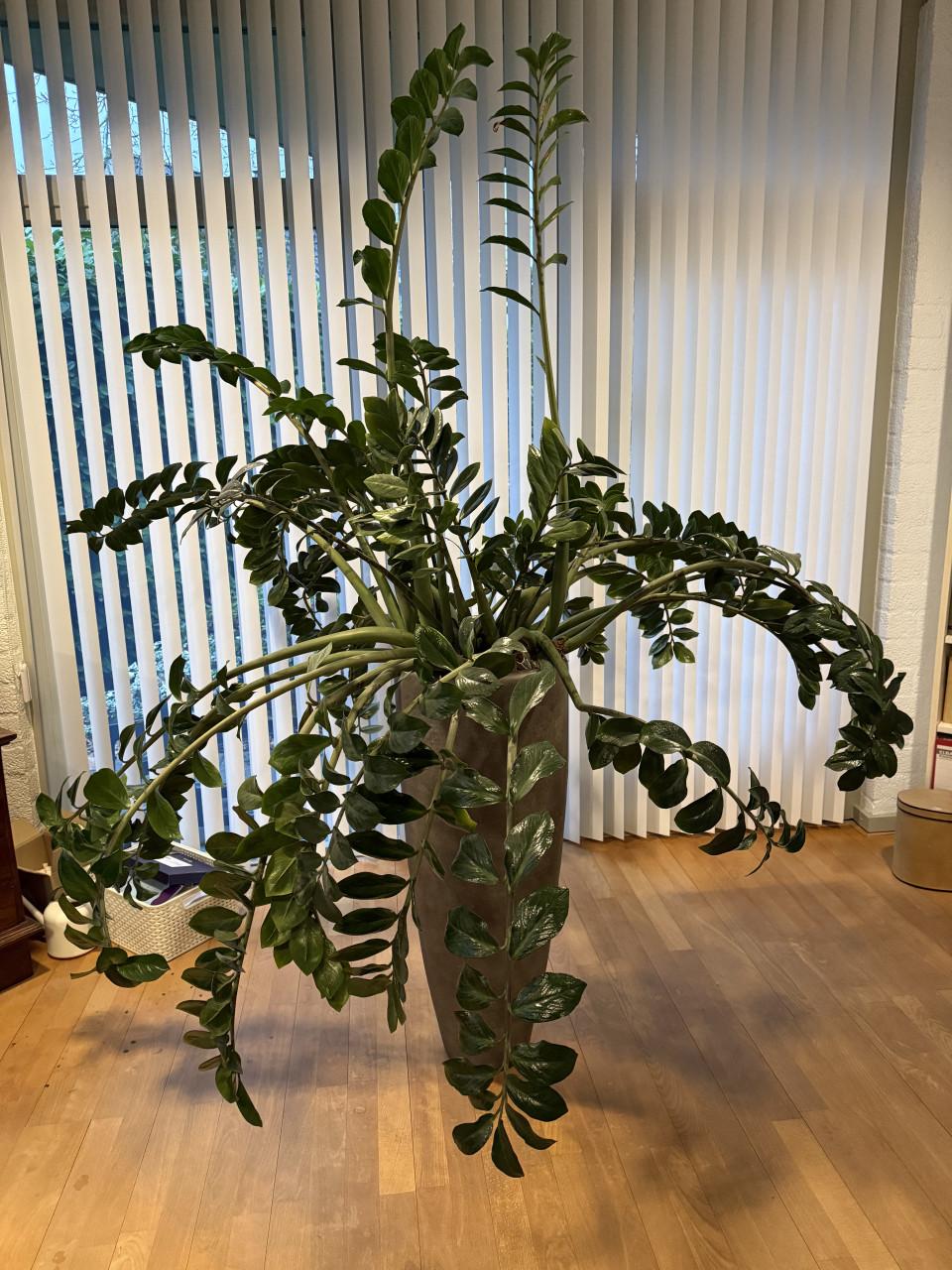 Kamerplant:  Zamioculcas