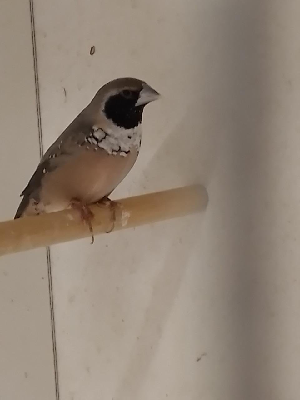 2 x Witborst rietvink