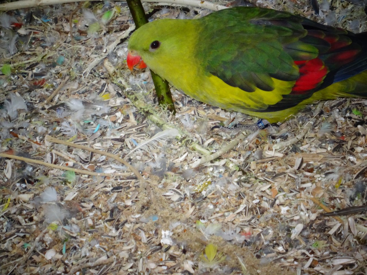 Te koop KOPPEL Bergparkieten geringd broedrijp vaste voetring MAN SP/geel