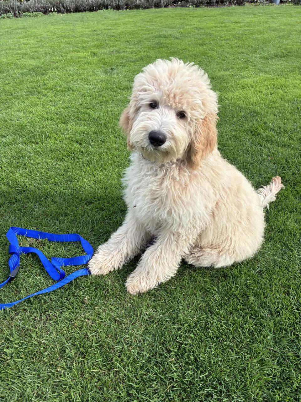 Labradoodle pups (standaard maat)
