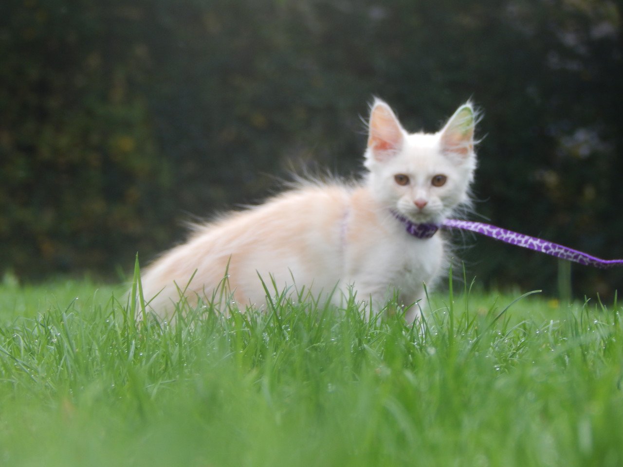 4 maine coon katertjes met stamboom