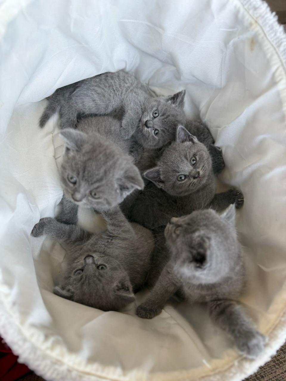 Kitten