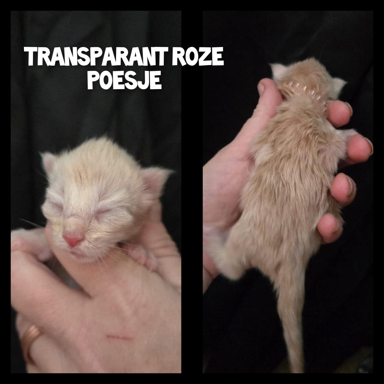 Maine coon kittens met stamboom