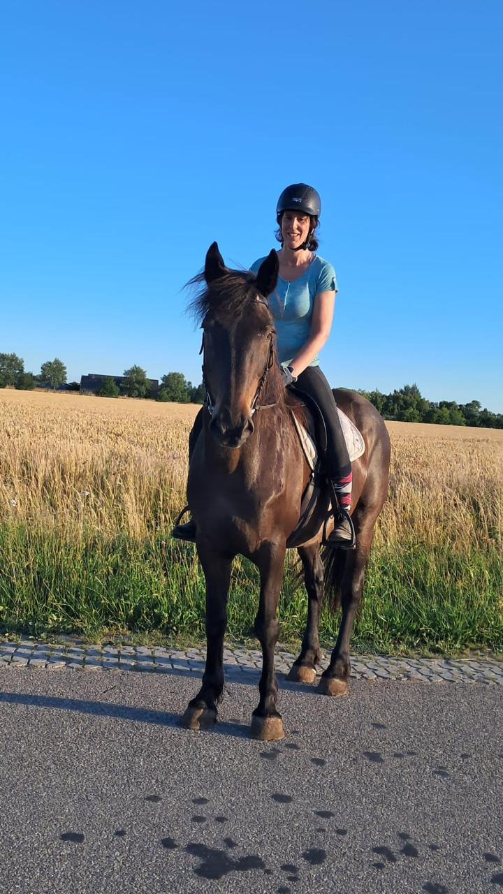 Irish Hunter/Irish Sporthorse ruin te koop