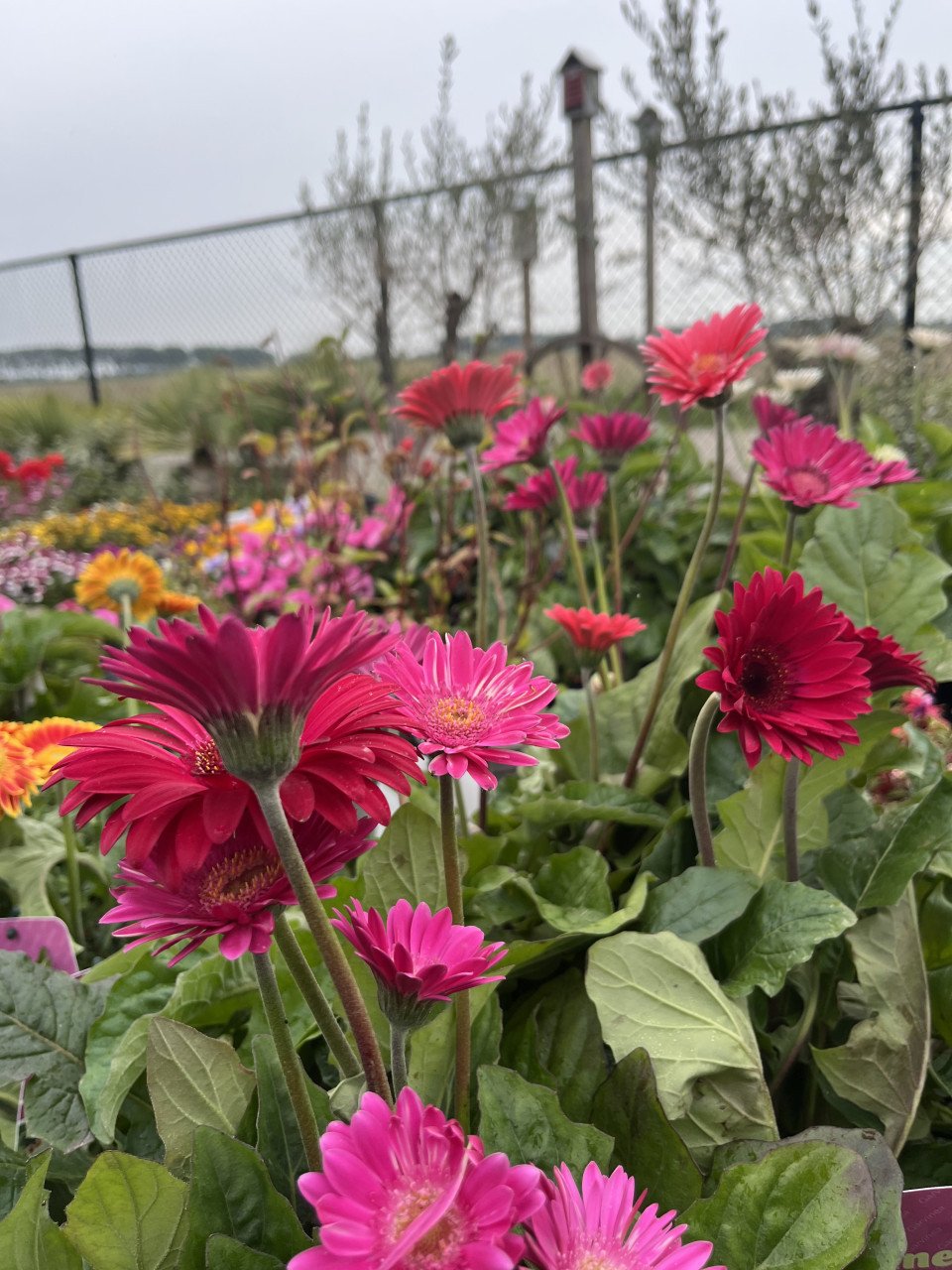Gerbera €5