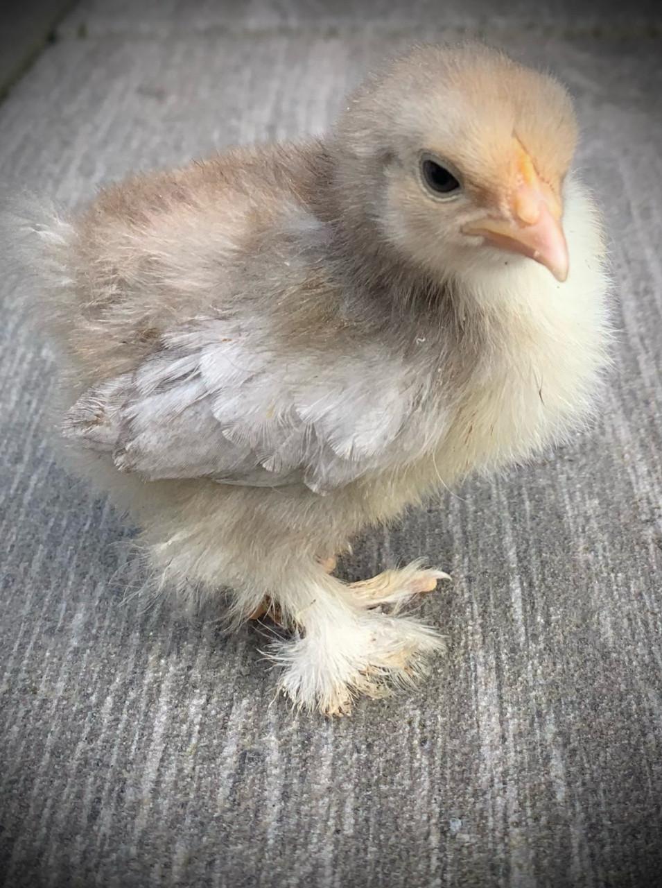 Lieve  jonge Cochin kuikens supertam