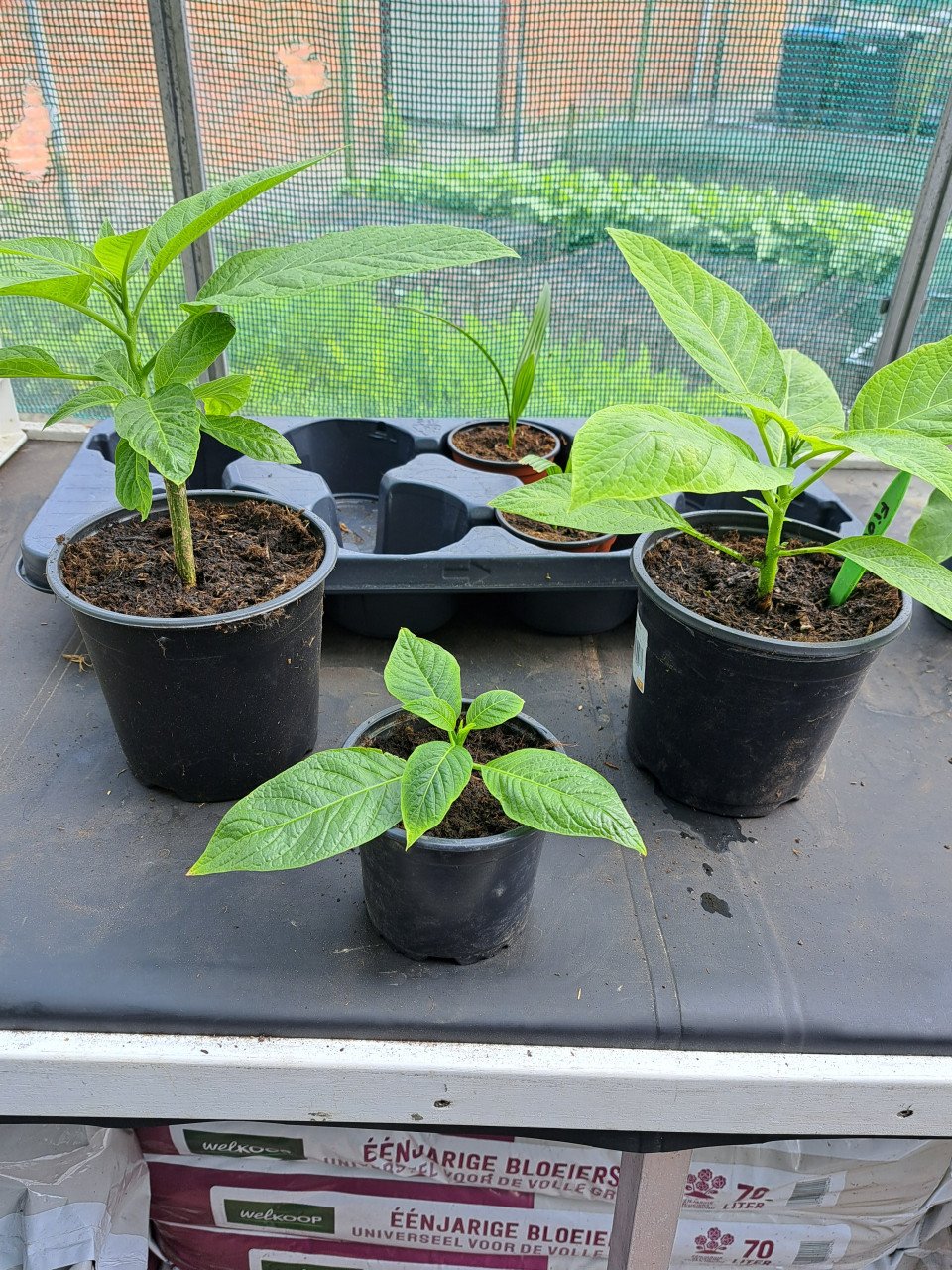 Brugmansia stekken