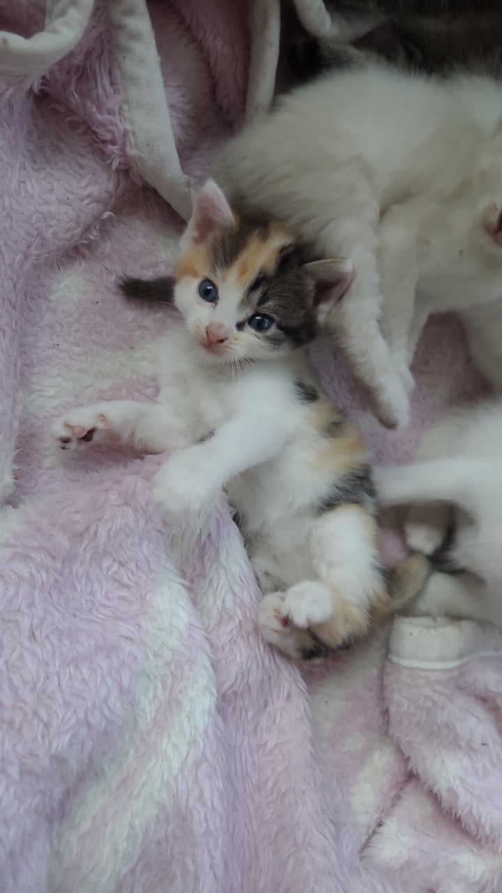 Prachtige kittens