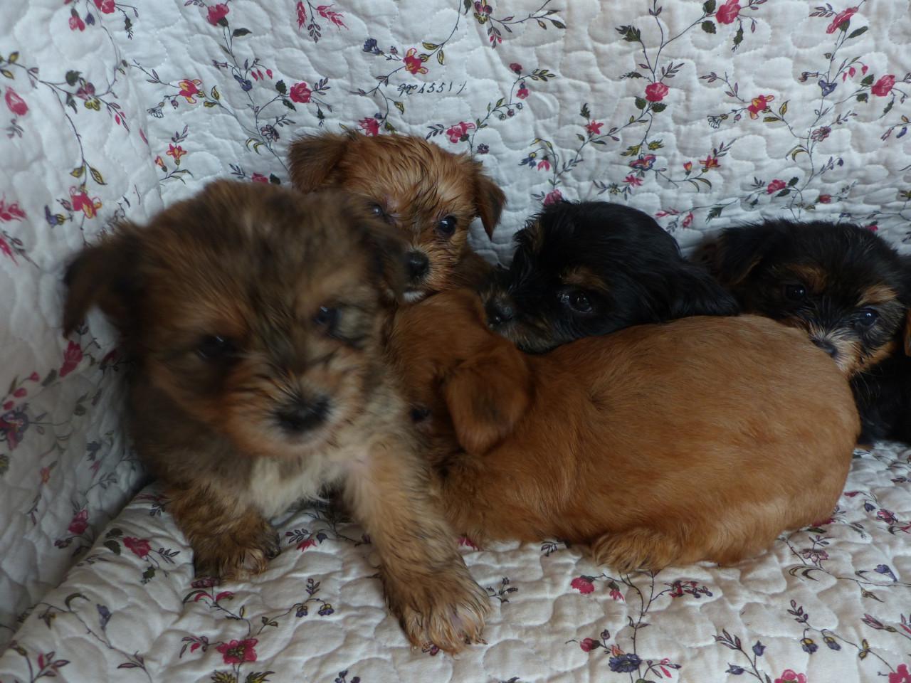 Gezonde mooie pups te koop niet doorgefokt