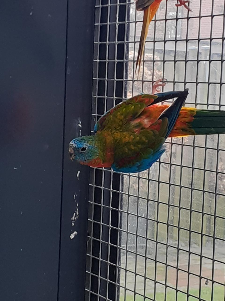 Turquoisineparkieten