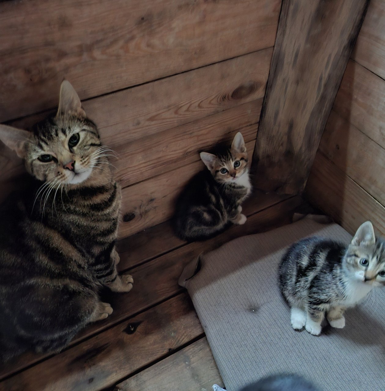 Kittens, alleen nog twee zwart/ witte beschikbaar)