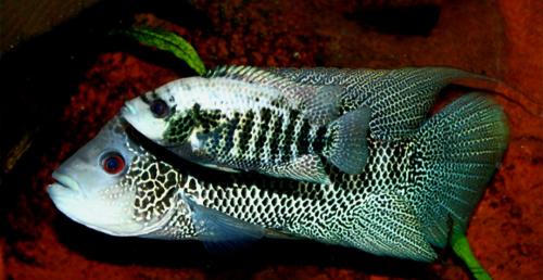 Mooie jonge cichliden soorten