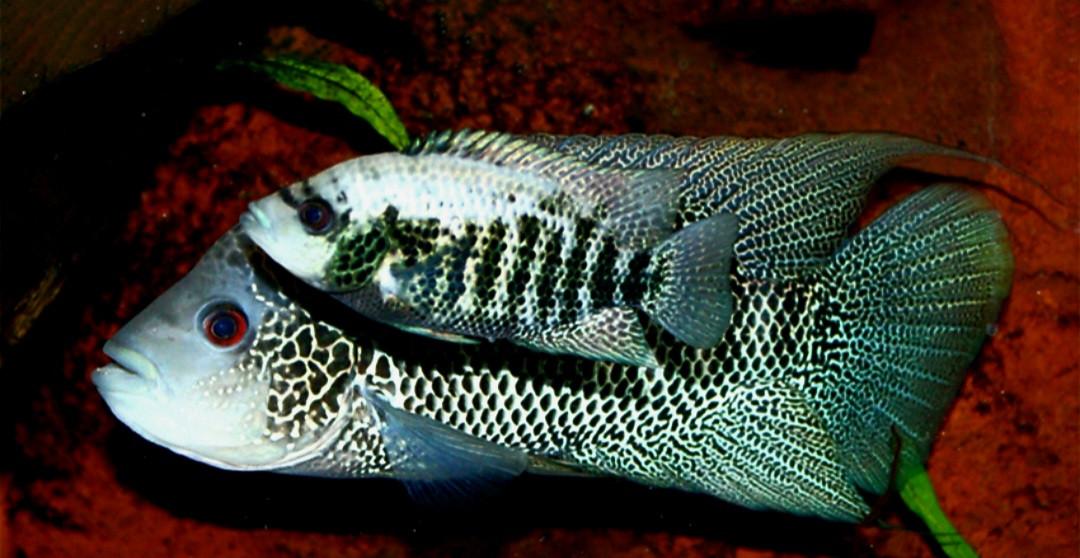 Mooie jonge cichliden soorten