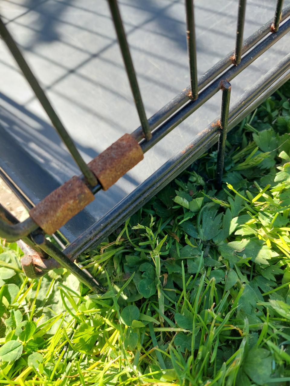 Grote honden bench
