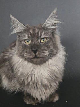 Maine coon black smoke dekkater (niet te koop)