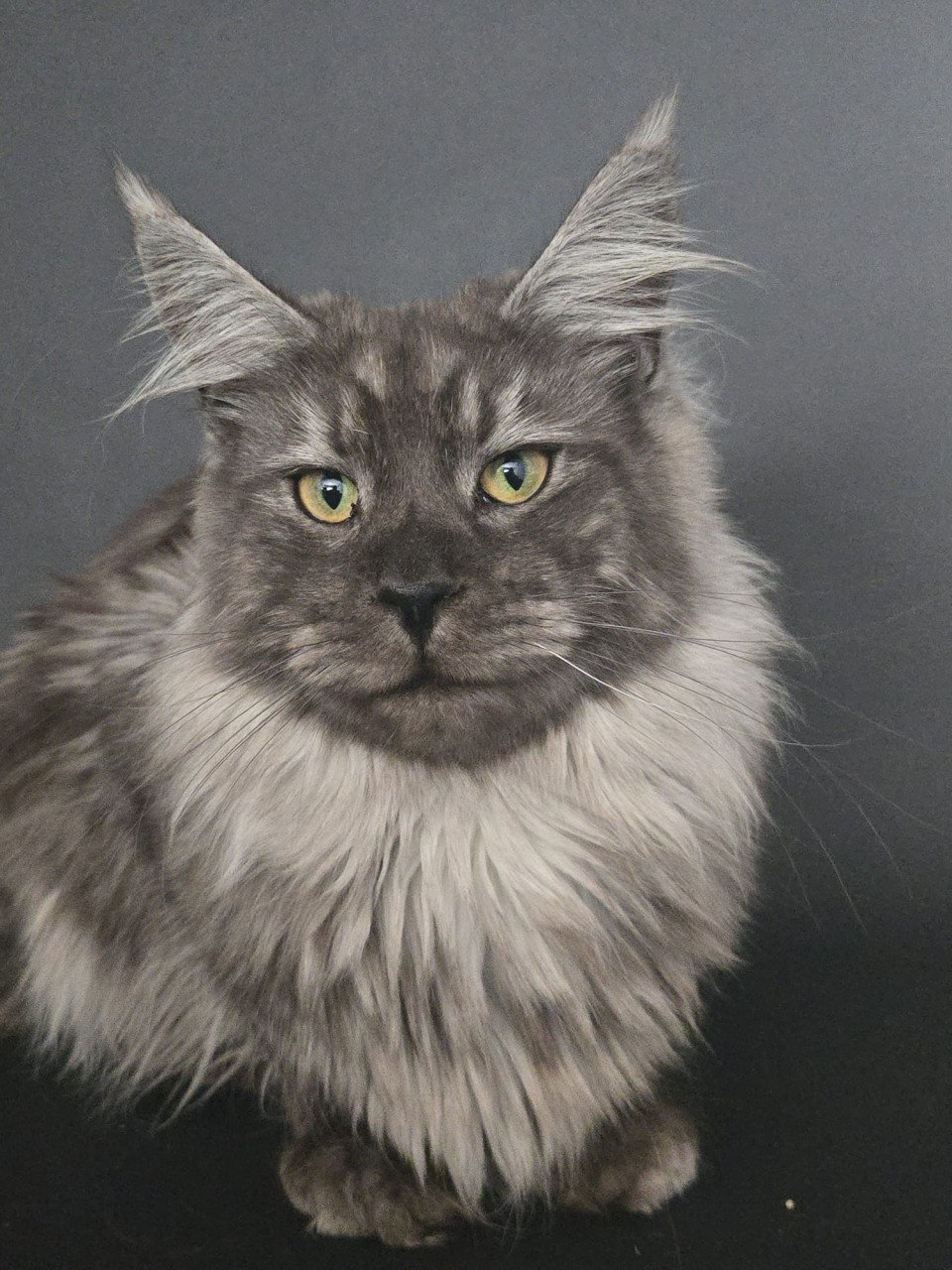 Maine coon black smoke dekkater (niet te koop)