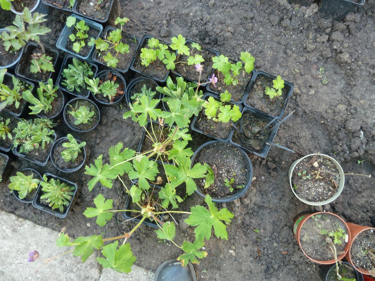 VASTE PLANTEN EN BODEMBEDEKKERS