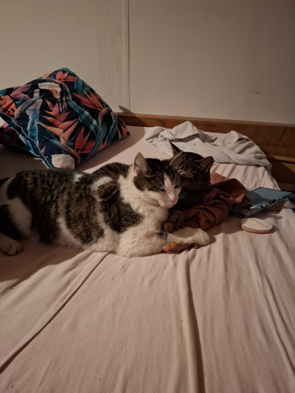 Katten