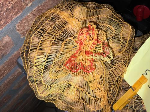 Te koop walnoten oogst 2925