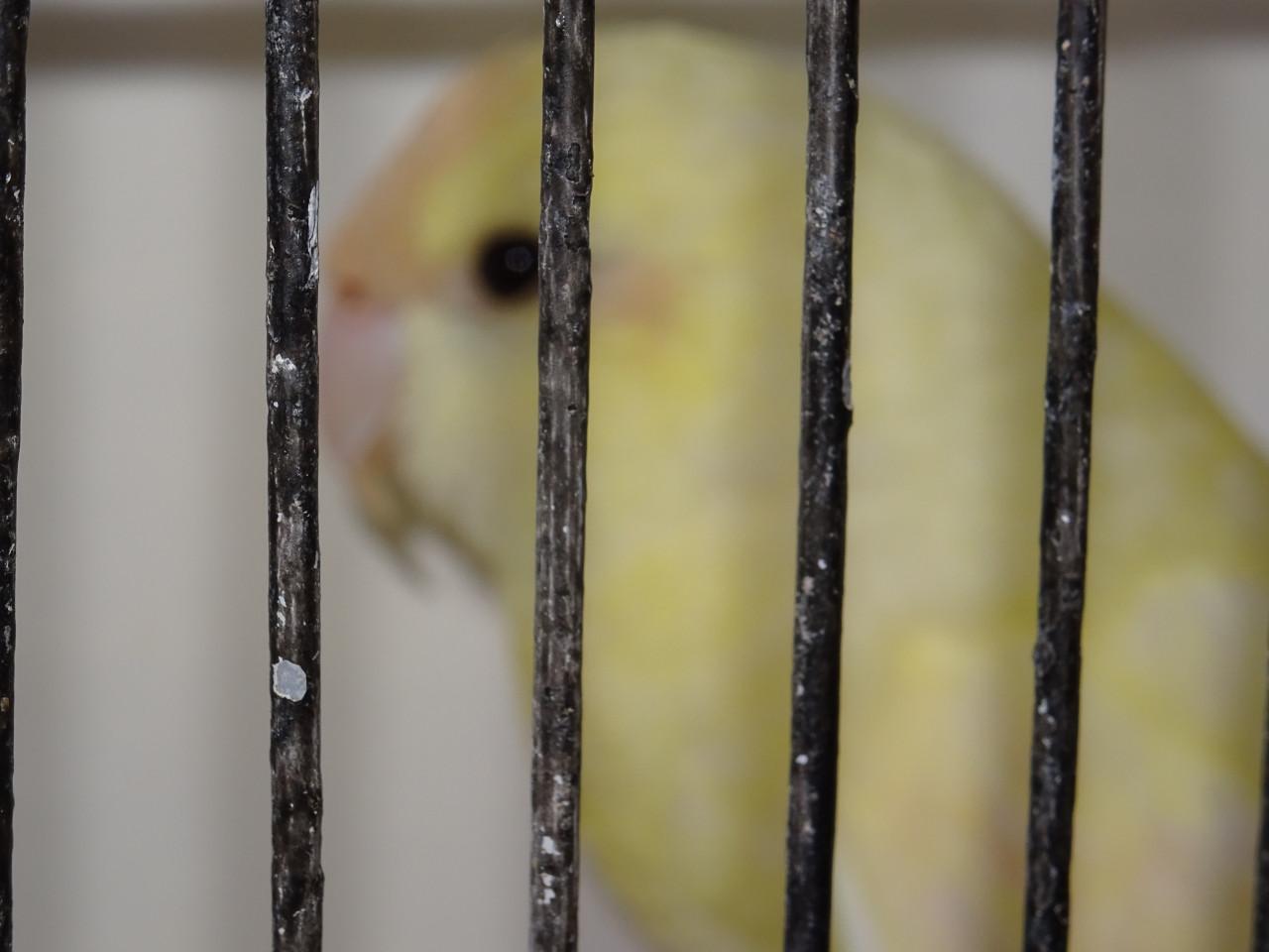 Te koop kakariki man broedrijp  vanillekleur geen wit !