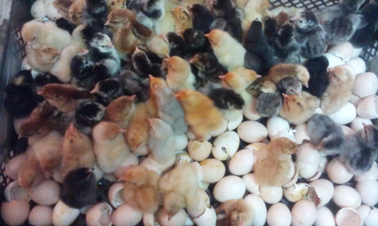 Wyandotte krielen van eendagskuiken tot 12 weken oud.