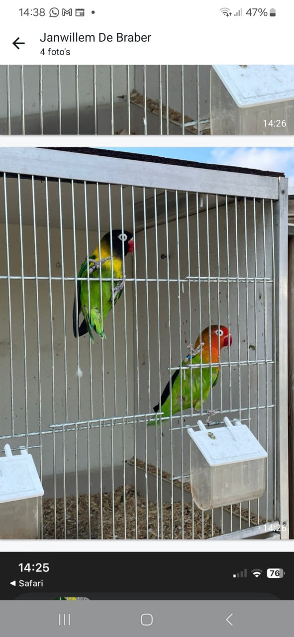 Agapornis